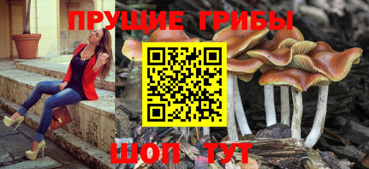 Псилоцибиновые грибы мицелий Апатиты
